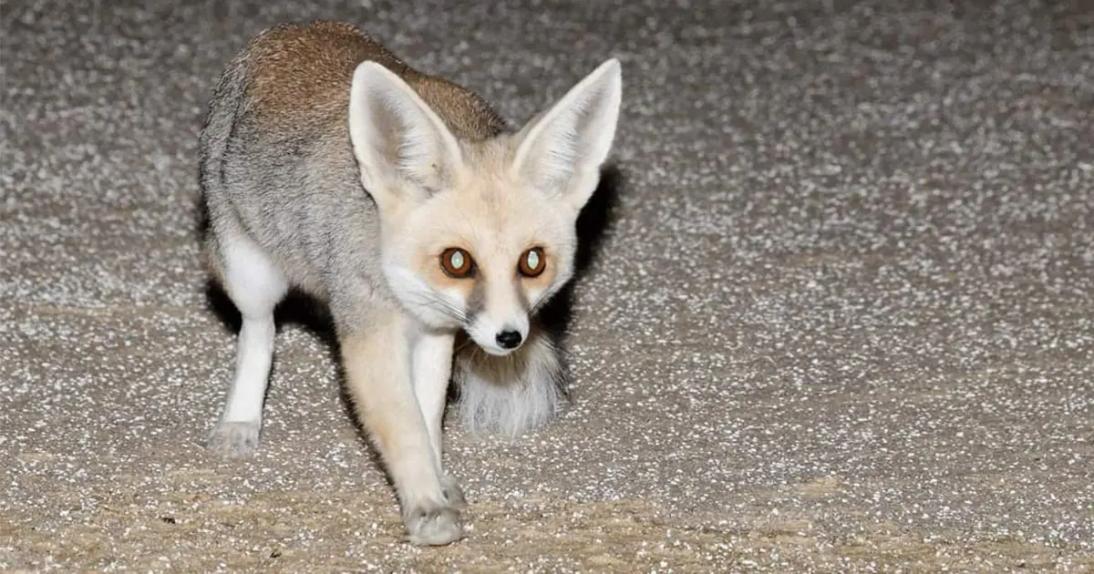 White Desert Fox White Desert Fox