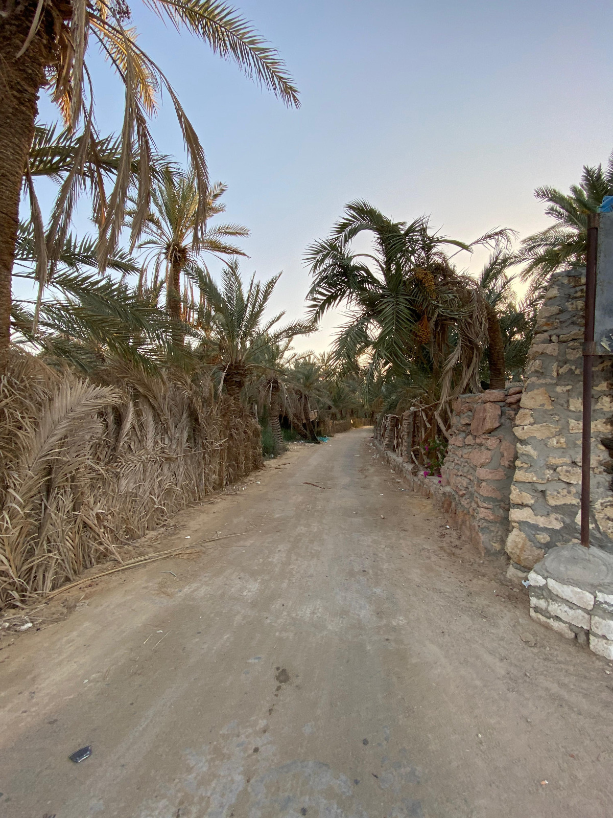 Oasis de Siwa