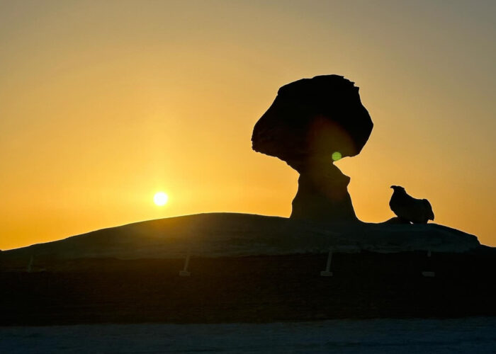 Mushroom-shaped rock formations in the White Desert, bathed in the warm, golden light of sunset