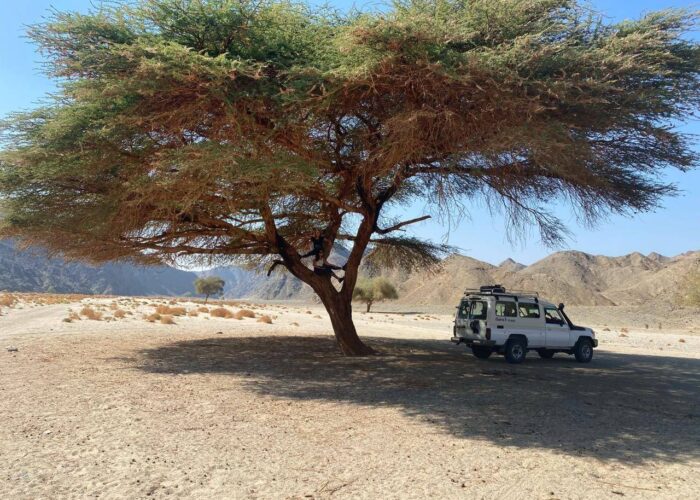 The intricate silhouette of an acacia tree against a vibrant desert sky