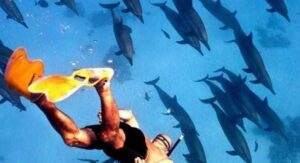 Satayh Dolphin Reef Dolphin House