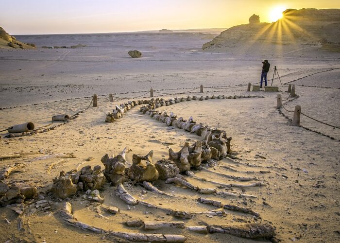 Un squelette de baleine fossilisée dans le paysage désertique de Wadi Al-Hitan en Égypte, avec des formations rocheuses et des dunes