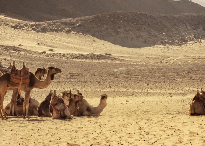 parc national de Wadi El Gemal en Égypte