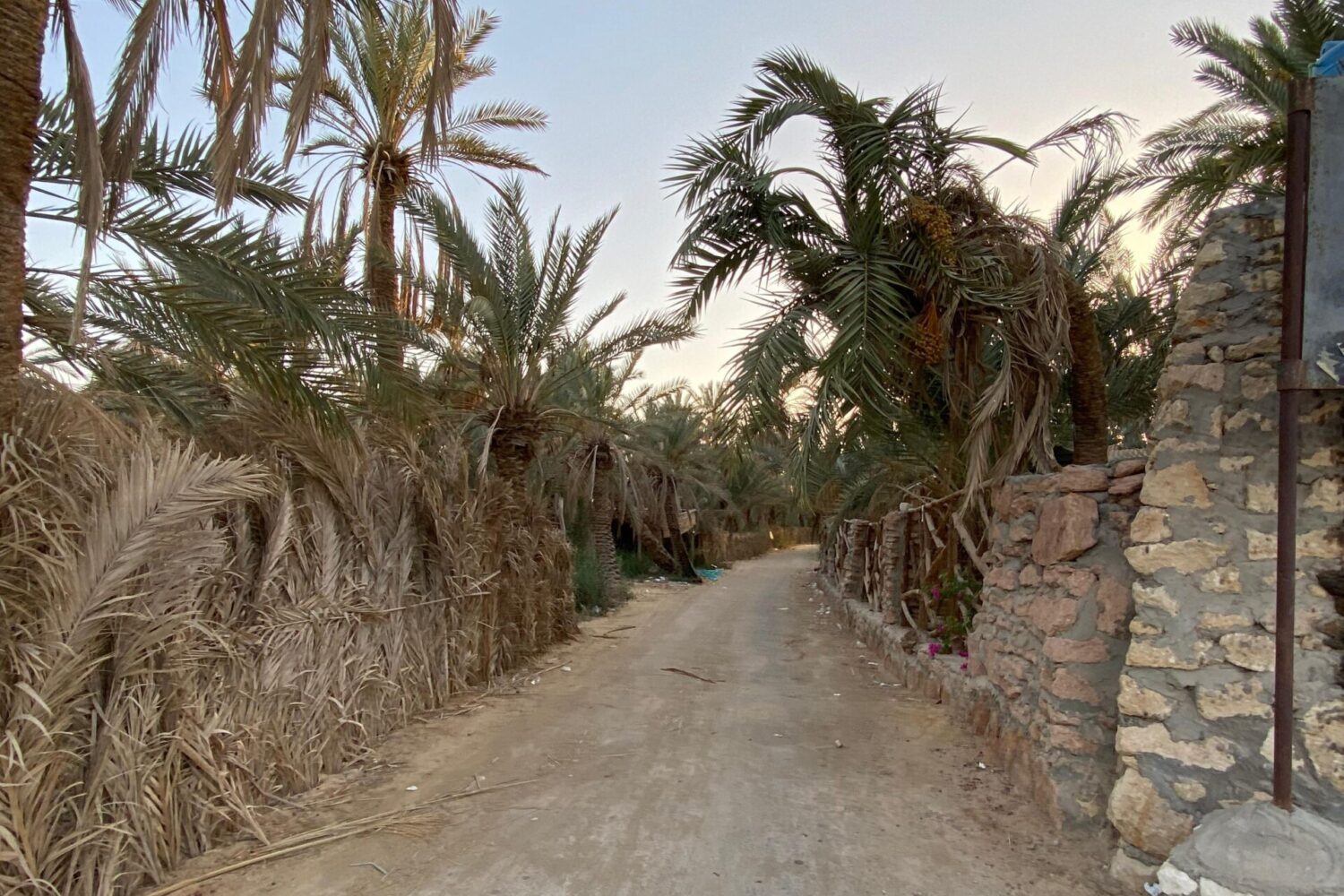 Siwa: El Corazón Verde del Desierto Racimos de dátiles colgando de las palmeras en el Oasis de Siwa, mostrando la importancia agrícola de estos árboles para la comunidad local